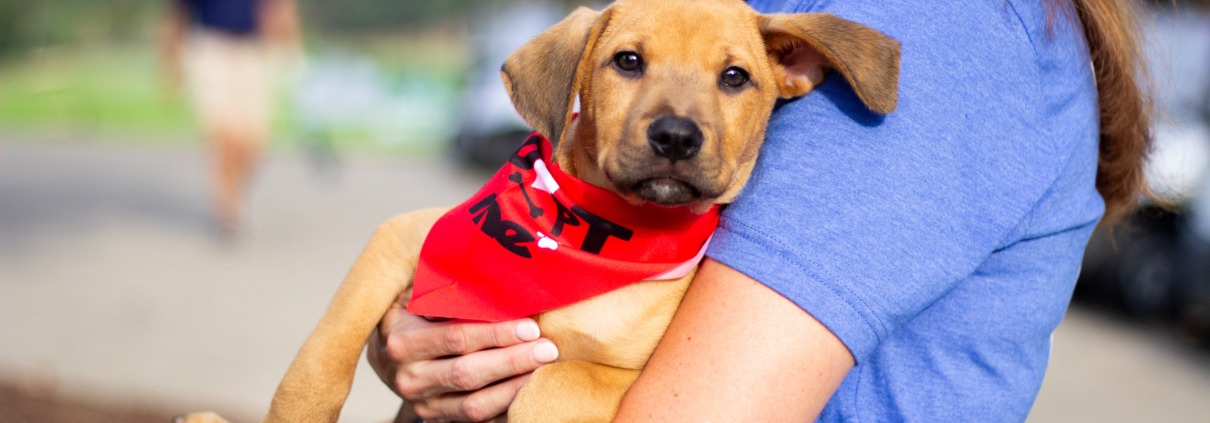 rescue puppy being carried at golf course