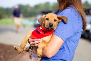 rescue puppy being carried at golf course