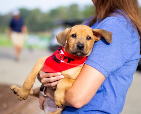 rescue puppy being carried at golf course