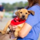 rescue puppy being carried at golf course