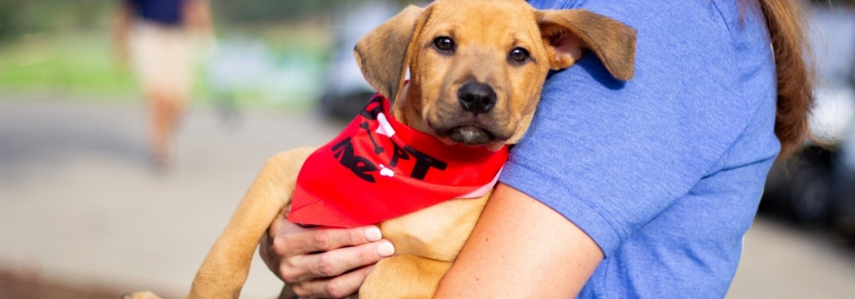 rescue puppy being carried at golf course